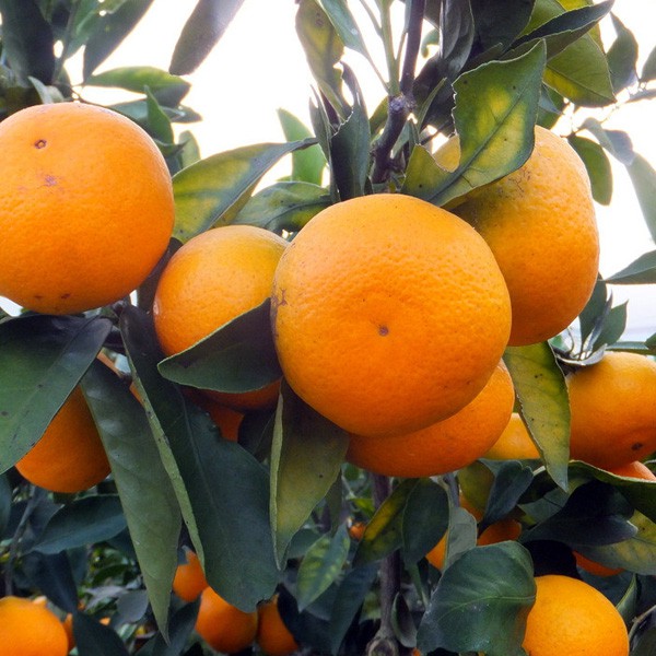 產(chǎn)品應(yīng)用