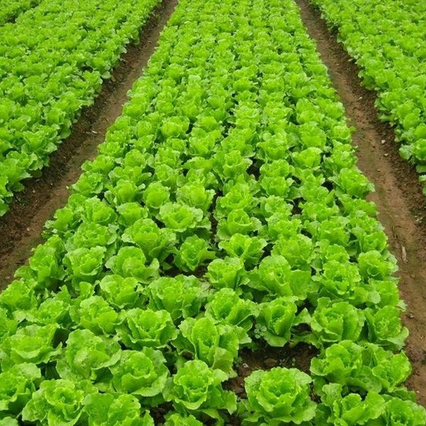 產(chǎn)品應(yīng)用