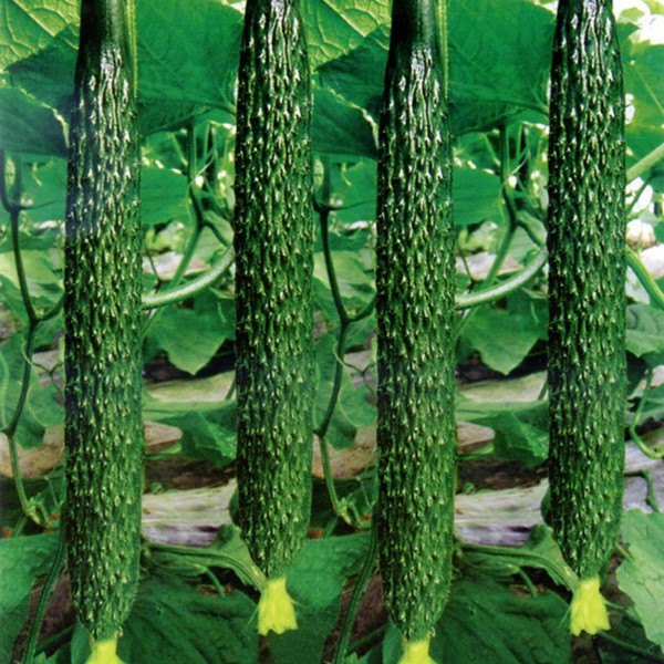 產(chǎn)品應(yīng)用